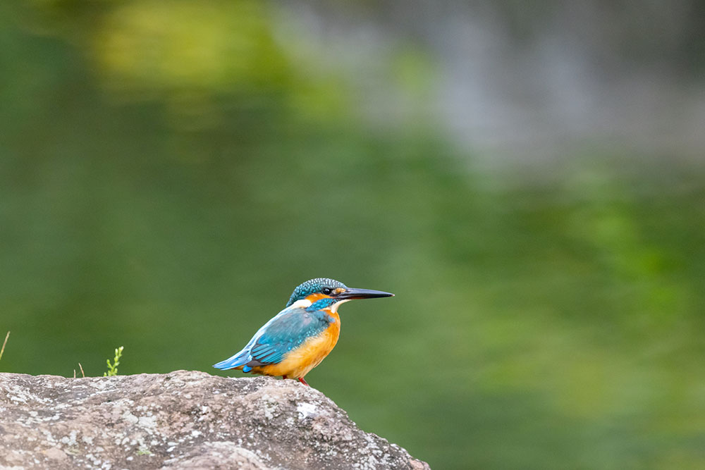 翡翠（ジェダイト）の由来となったカワセミ
