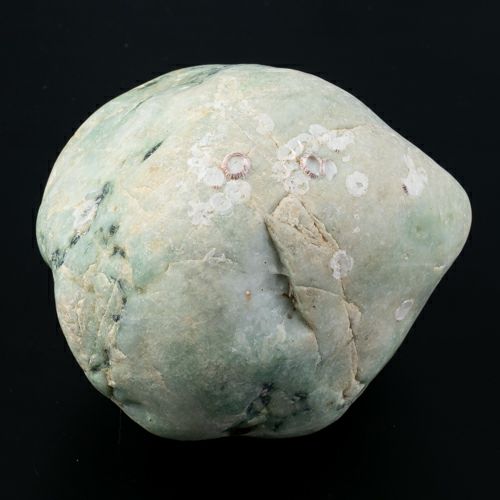 海石・貝殻付着・緑色模様・親不知海岸産・1.0kg】（高品質濃緑色